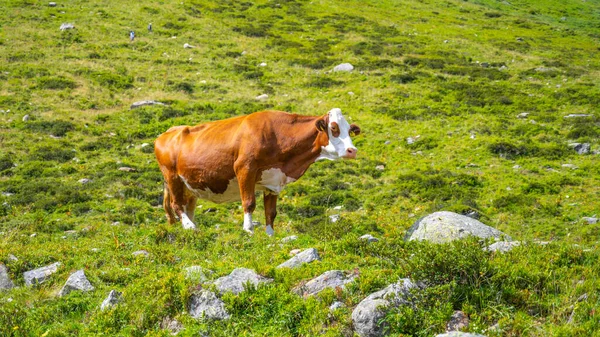 Brun Och Vit Prickig Stående Alpin Dal — Stockfoto