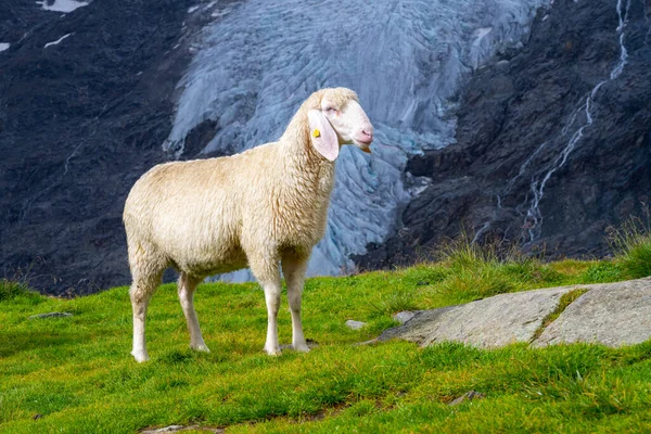 Linda oveja alpina blanca en el pasto de montaña — Foto de Stock