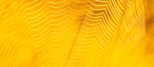 Naturalna Abstrakcyjna Torba Ciepłych Kolorach Tło Łąki Teksturą Pajęczej Sieci — Zdjęcie stockowe