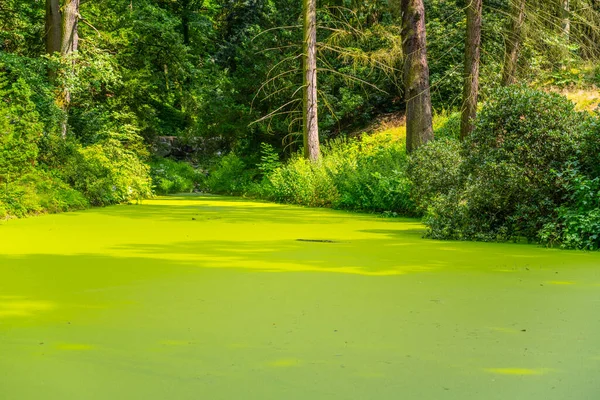 Grünalgenteich im Naturpark — Stockfoto