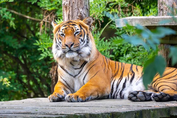 Lindo tigre en el zoológico — Foto de Stock