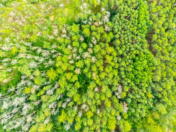 Foresta di conifere dall'alto — Foto Stock