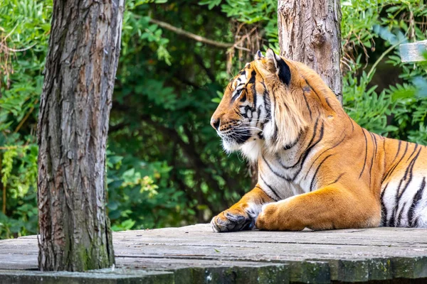 Netter Tiger im Zoo — Stockfoto