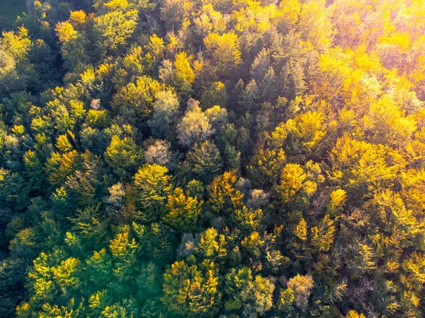 Tempo di autunno foresta colorata dall'alto — Foto Stock