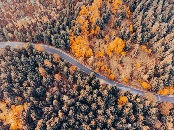 Hösten tid färgglada skog och smal asfalterad väg — Stockfoto