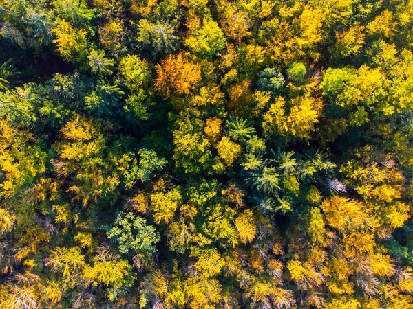 Jesienny czas kolorowy las z góry — Zdjęcie stockowe