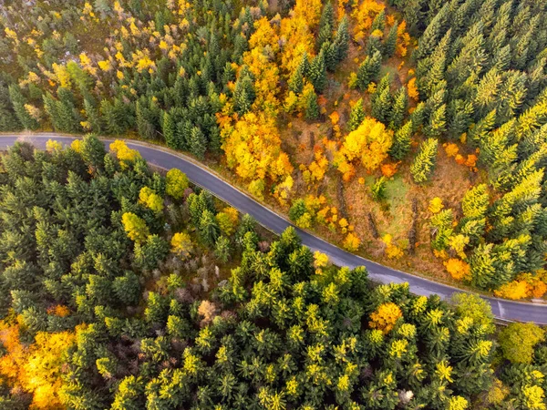 Herfst kleurrijke bos en smalle asfaltweg — Stockfoto