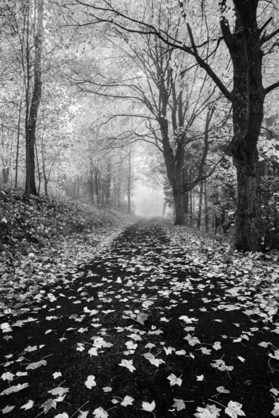 Úzká asfaltová cesta na venkově pokrytá javorovými listy — Stock fotografie