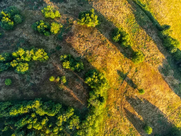 Bujny zielony krajobraz naturalny z drzewami i łąkami — Zdjęcie stockowe