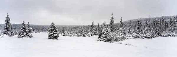 Träd täckta av snö. Vinter i fjällskog. — Stockfoto