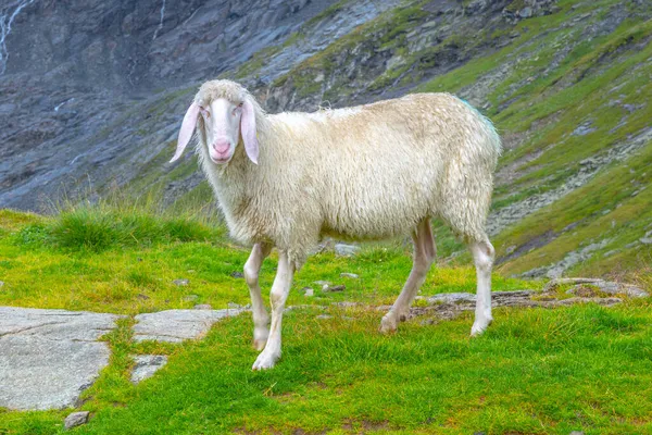 Cute white alpine sheep on mountain pasture — Stock Photo, Image