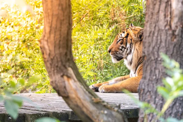 Симпатичный тигр в зоопарке — стоковое фото