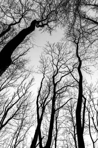 Vue du bas vers le haut des branches d'arbres secs. — Photo