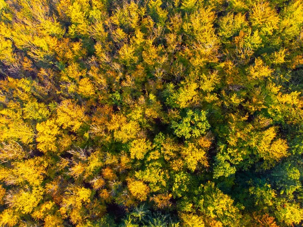 Tempo di autunno foresta colorata dall'alto — Foto Stock