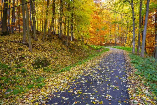 Narrow rural asphalt road in autumn time — Stock Photo, Image