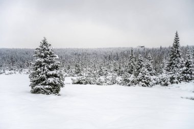 Trees covered by snow. Winter in mountain forest. clipart