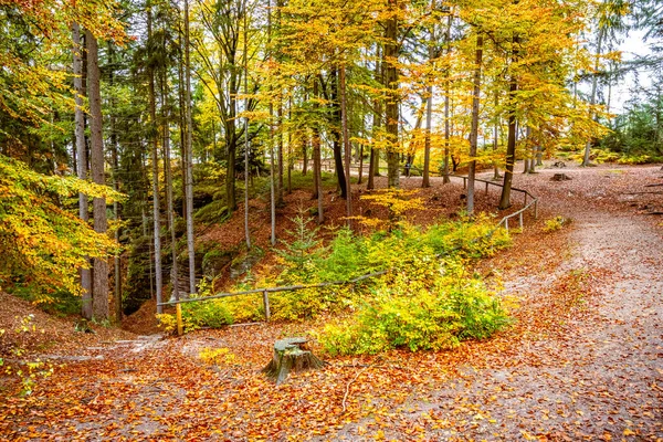 Forest footpath on colorful autumnal day — Stock Photo, Image