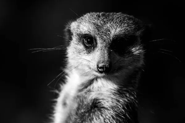 Vedere detaliată a meerkat drăguț — Fotografie, imagine de stoc