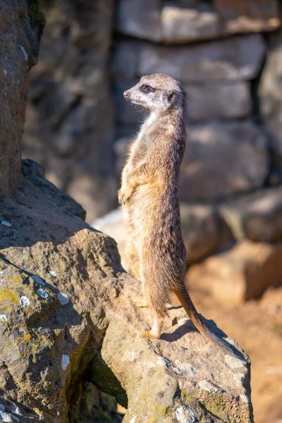 Detailní pohled na roztomilé meerkat — Stock fotografie