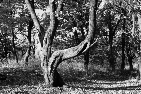 Árvore de bordo com tronco torcido — Fotografia de Stock