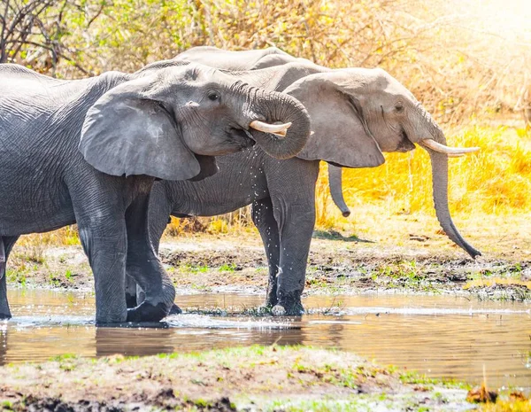 Жаждущие африканские слоны пьют в водопое — стоковое фото