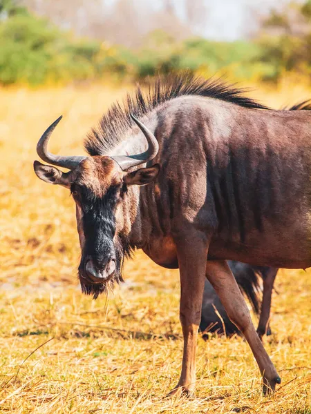 El ñus azul en la sabana africana —  Fotos de Stock