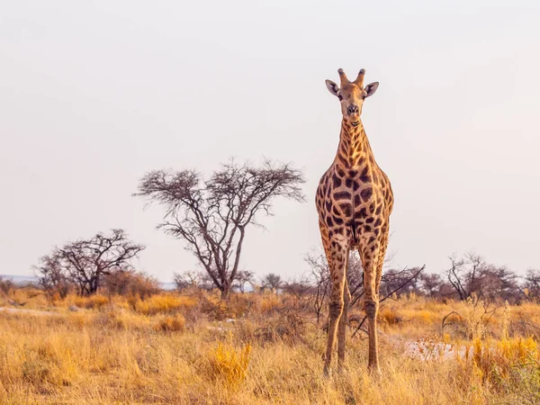 Leuke giraffe in Afrikaanse savanne — Stockfoto