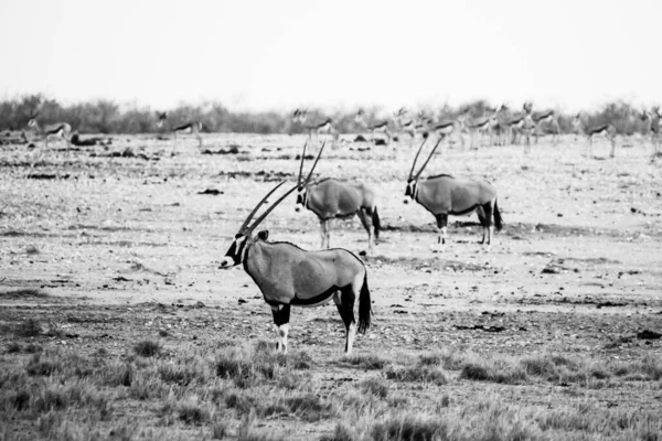 Antylopy Gemsbok w afrykańskiej sawannie — Zdjęcie stockowe