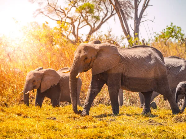 Lopende olifanten in Afrikaanse savanne — Stockfoto