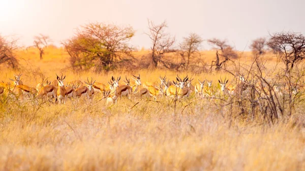 Impala rebanho escondido na grama seca — Fotografia de Stock