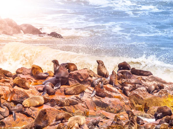 Colonia de focas de piel marrón en Cape Cross en Namibia — Foto de Stock