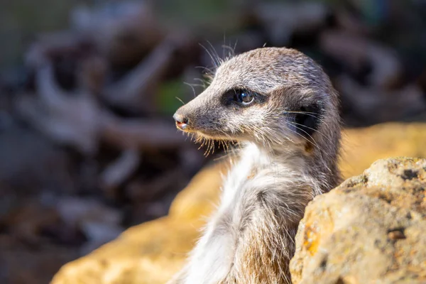 Detailní pohled na roztomilé meerkat — Stock fotografie