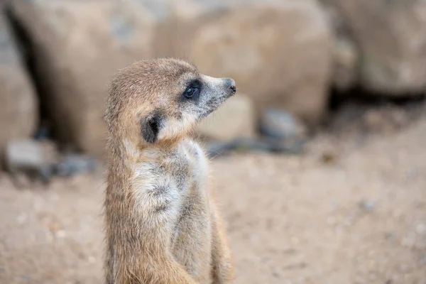 Detailní pohled na roztomilé meerkat — Stock fotografie