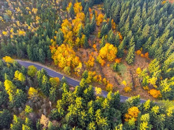 秋の時間カラフルな森と狭いアスファルトの道路 — ストック写真