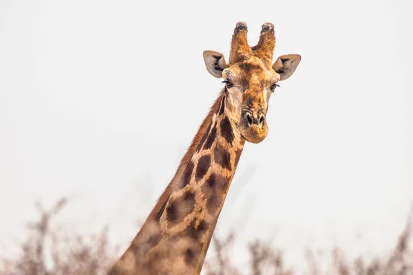 Close-up portret van giraffe achter de bush — Stockfoto