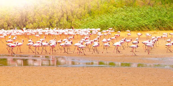 Flock of pink flamingos at the water — Stock Photo, Image