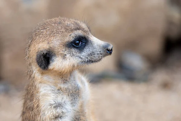 Gedetailleerde weergave van leuke meerkat — Stockfoto