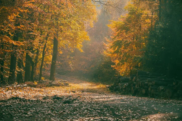 Осенняя лесная дорога и деревянные бревна вокруг — стоковое фото