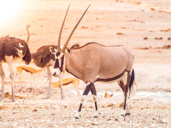 Afrika savanındaki Gemsbok antilopları — Stok fotoğraf