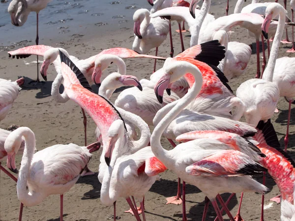 Pink flamingos in Walvis Bay — Stock Photo, Image