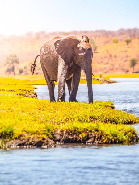 Elefante africano en el río — Foto de Stock