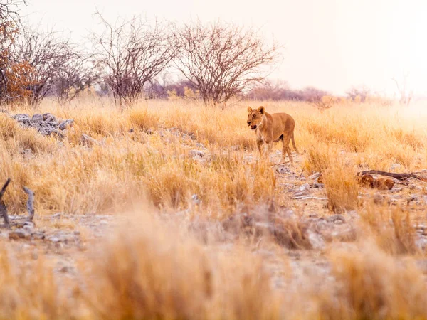 Filhote de leão em savana africana — Fotografia de Stock