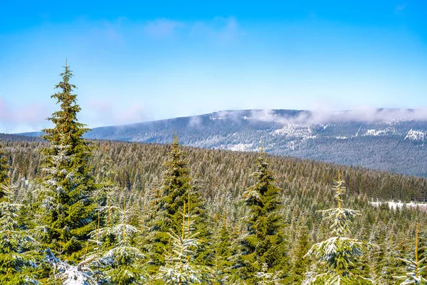 Granskog på solig vinterdag — Stockfoto