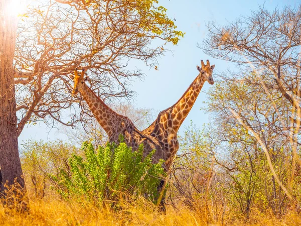 Giraffenzwillinge unter dem Baum — Stockfoto