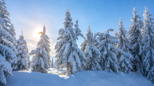 Spruce forests on sunny winter day — Stock Photo, Image