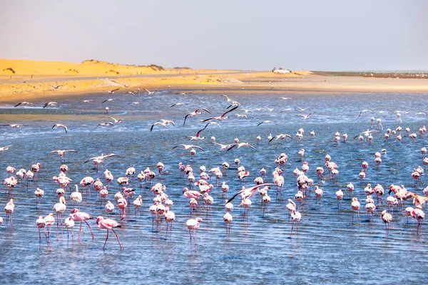 Pink flamingos in Walvis Bay — Stock Photo, Image