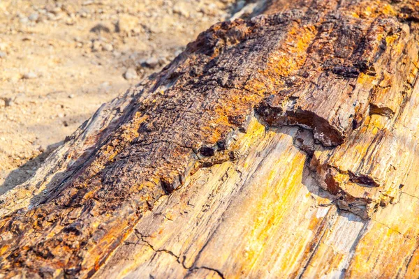 Een stuk van versteend hout — Stockfoto