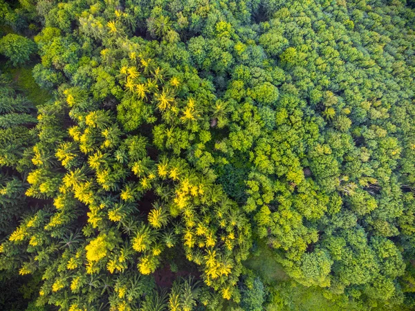 Lush green forest from above — ストック写真