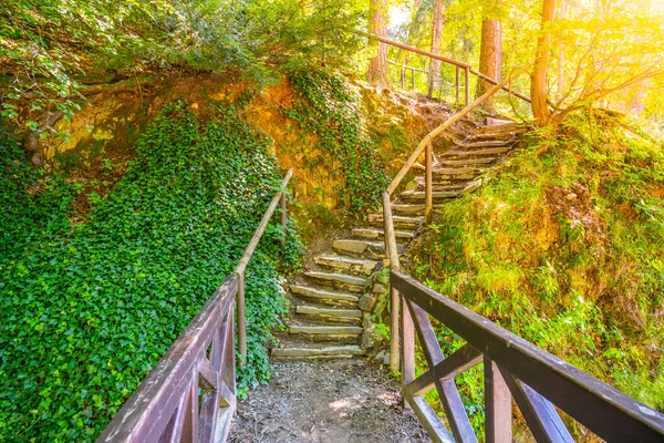 Sendero estrecho y escalera en el bosque — Foto de Stock