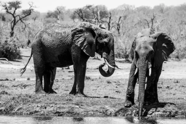 Due elefanti africani in acqua — Foto Stock